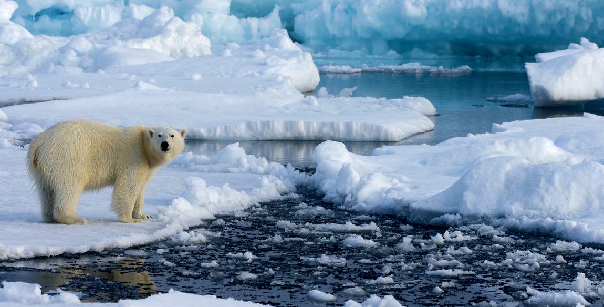 Polar bear on melting Arctic ice, illustrating climate change effects